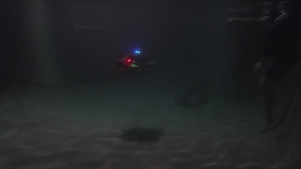 Dragon's Freestyle Swim